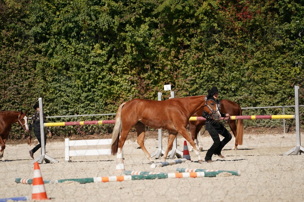 s_A_907717.JPG
